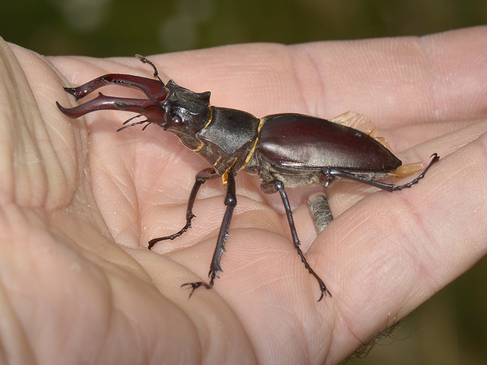 Lucanus cervus - Lucanidae